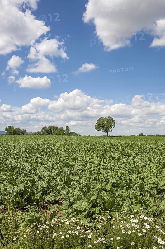 Extensive green field with beet cultivation and single trees under a blue sky with white clouds, Southern Palatinate, Palatinate, Rhineland-Palatinate, Germany