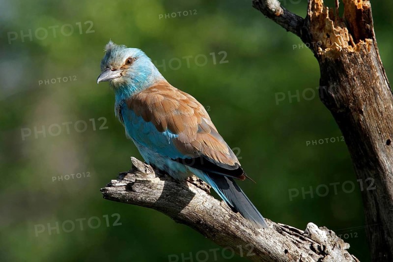 South Africa, Africa, Krüger NP, Fork Racke on Sitting Station, /Coracias caudatus), Krüger National Park