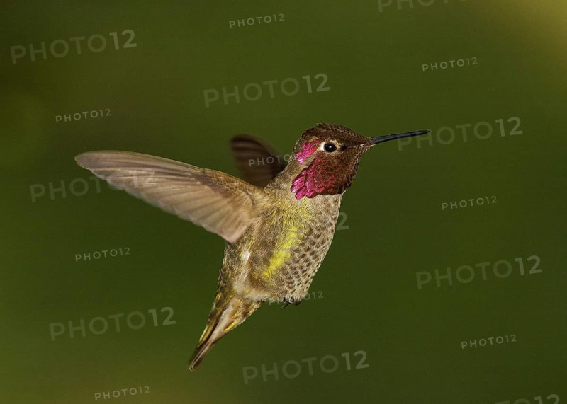 Anna's Hummingbird (Calypte anna), Sacramento County California