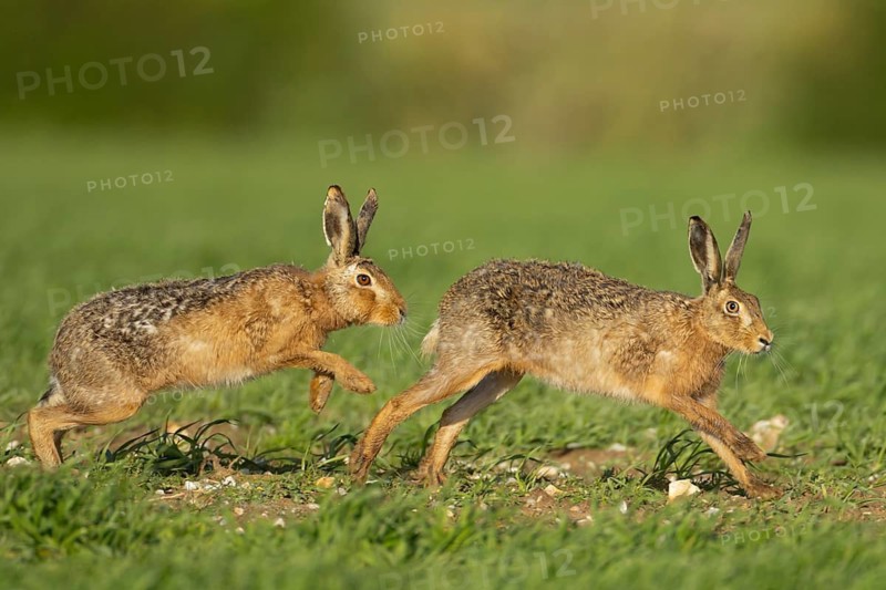 Brown hare (Lepus europaeus) two adult animals running in a farmland cereal field in springtime with a male chasing a female, Norfolk, England United Kingdom