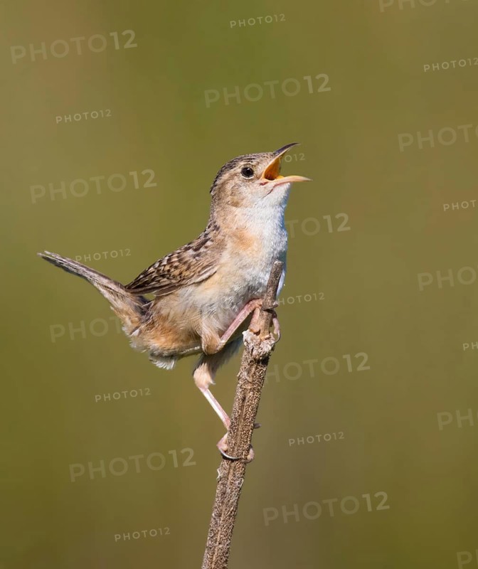 A Sedge Wren, Cistothorus platensis, sings from a perch near Saskatoon, Saskatchewan
