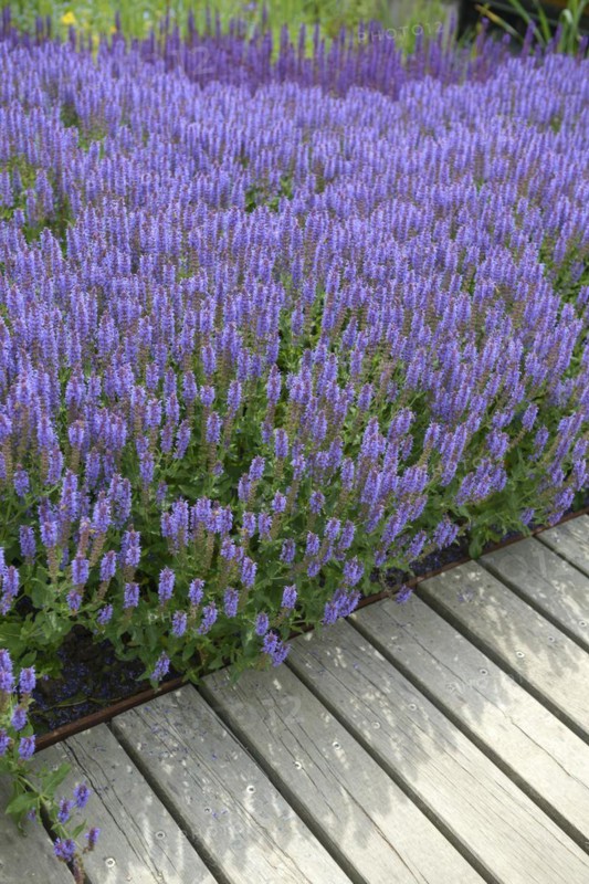 Sage (Salvia nemorosa 'Blauhügel'), IGS Hamburg 2013, Hamburg, Hamburg, Germany
