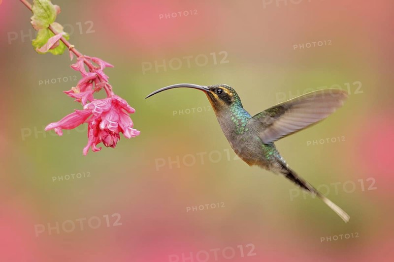 Green Hermit, Phaethornis guy, rare hummingbird from Costa Rica, green bird flying next to beautiful pink flower, action feeding scene in green tropical forest, animal in nature habitat. Pink bloom