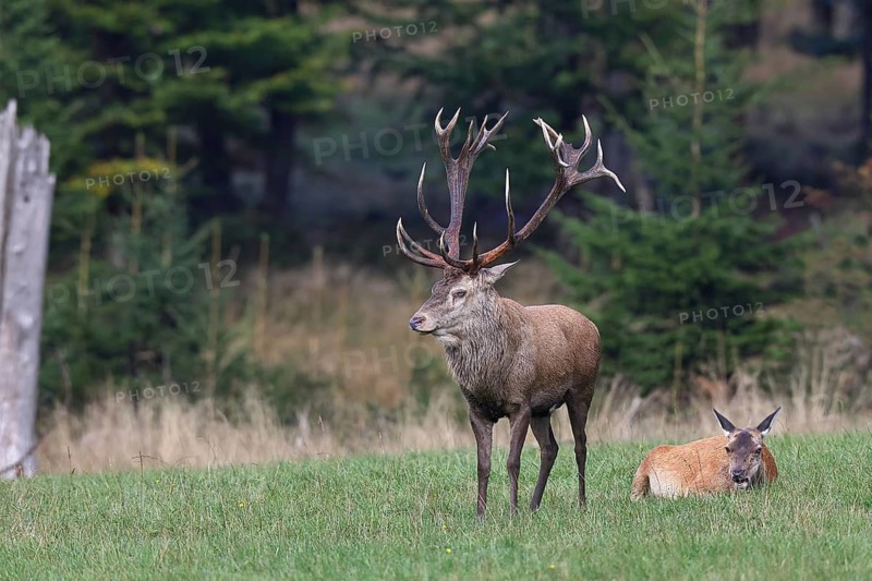 Red deer (Cervus elaphus) in rutting season, capital stag with doe in a forest clearing, wildlife, Sauerland, North Rhine-Westphalia, Germany