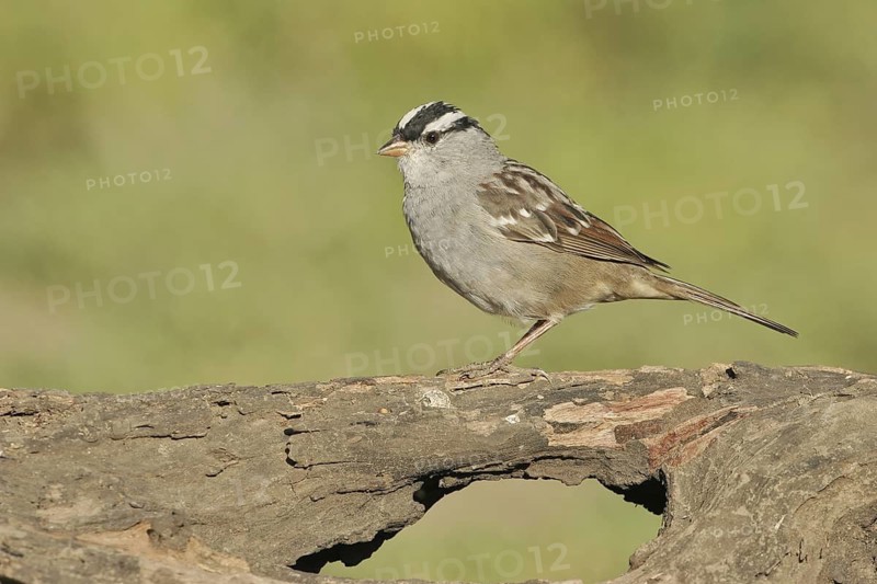White-crowned Sparrow (Zonotrichia leucophrys), Texas, USA