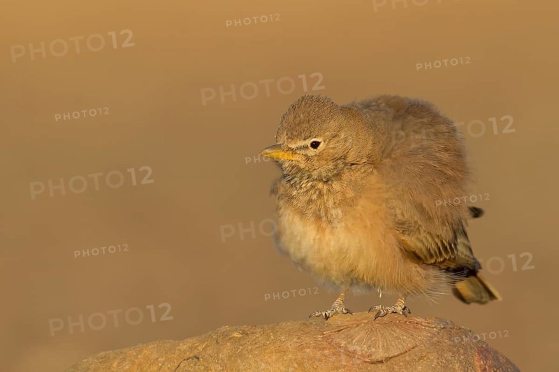 Desert Lark - Steinlerche - Ammomanes deserti ssp. payni, Morocco