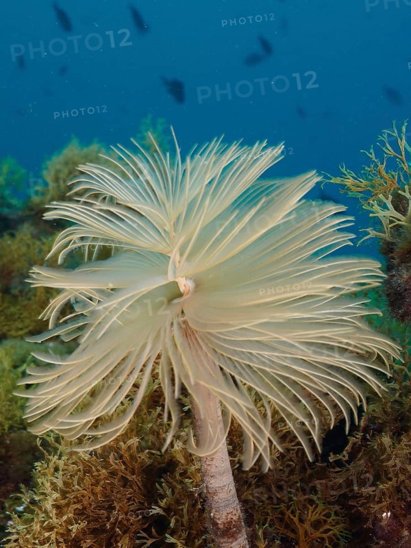 A filigree spiral table (Sabella spallanzanii) in a native environment, with a blue background. Dive site Marine reserve Cap de Creus, Rosas, Costa Brava, Spain, Mediterranean Sea