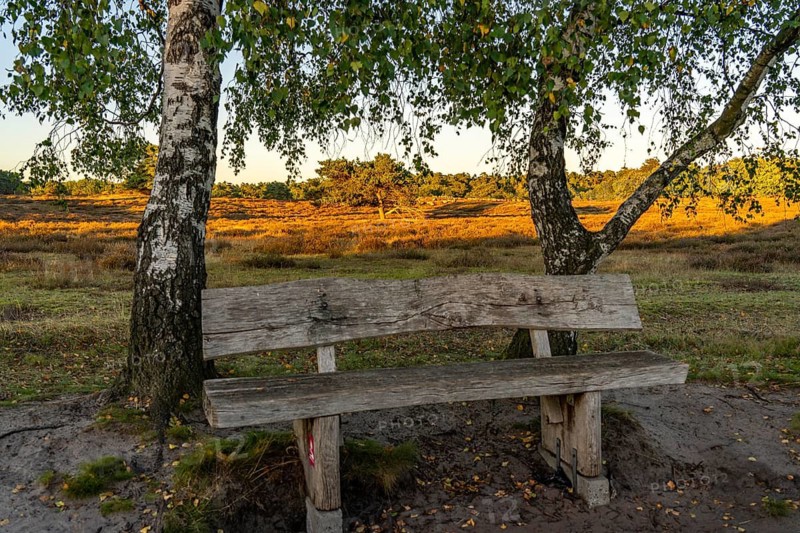 Westruper Heide, in the Hohe Mark Westmünsterland nature park Park, old wooden bench on a tree, near Haltern am See, heather blossom, North Rhine-Westphalia, Germany