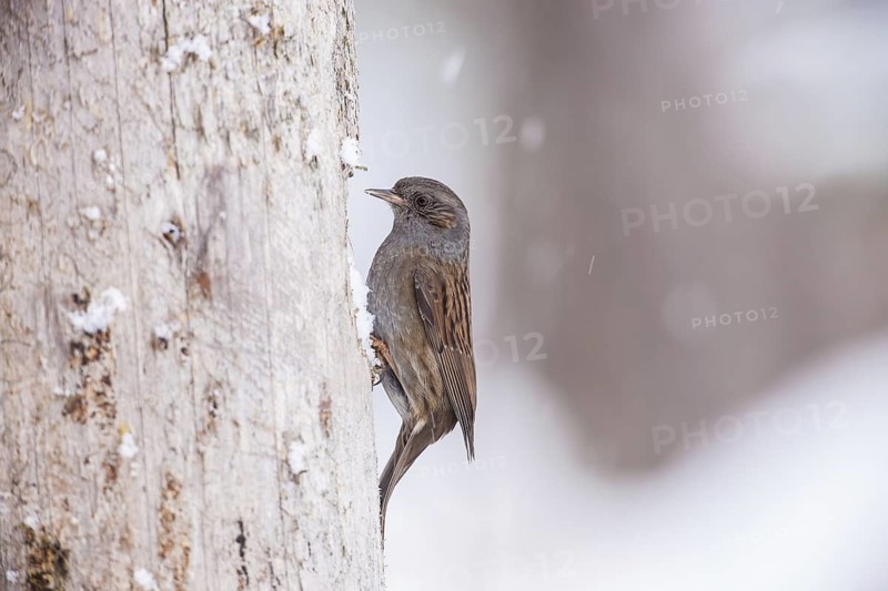 Dunnock (Prunella modularis), Bavaria, Germany