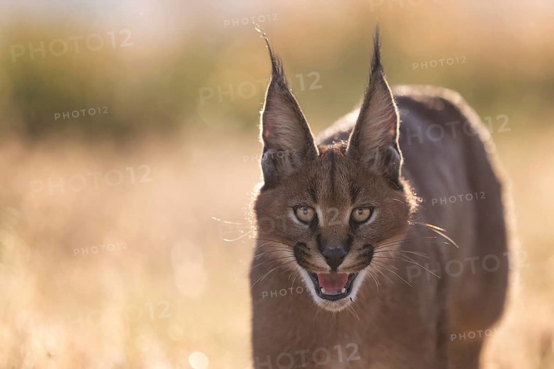 Caracal (Caracal caracal) adult portrait, Castile-La Mancha, Spain