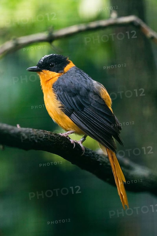 White-browed Robin-chat (Cossypha heuglini), adult male bird singing in captivity, Germany