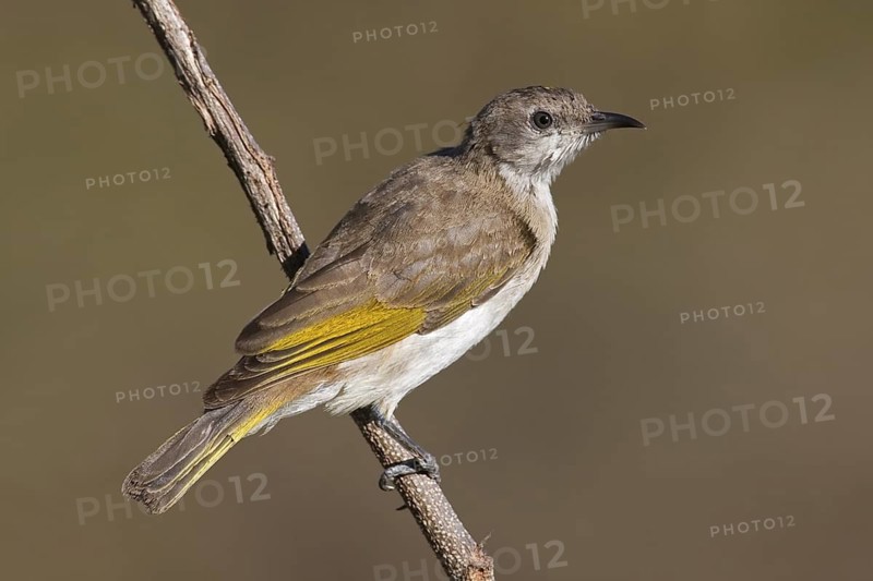 Rufous-throated Honeyeater (Conopophila rufogularis), Western Australia, Australia