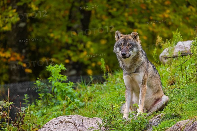 An adult male eurasian gray wolf (Canis lupus lupus) sits on a green meadow on hilly terrain