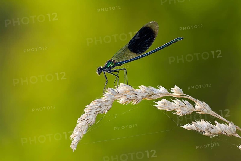 Banded demoiselle, (Calopteryx splendens), insect, insects, dragonfly, dragonflies, sideways, animals, Hesse, Federal Republic of Germany