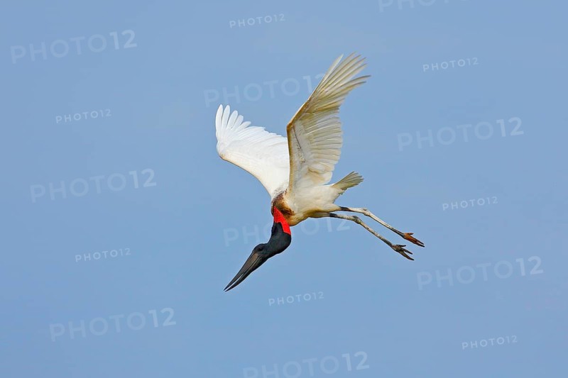 Jabiru, Jabiru mycteria, flying white bird with blue sky, Pantanal, Brazil. Big black and white bird on the sky. Wildlife scene from nature