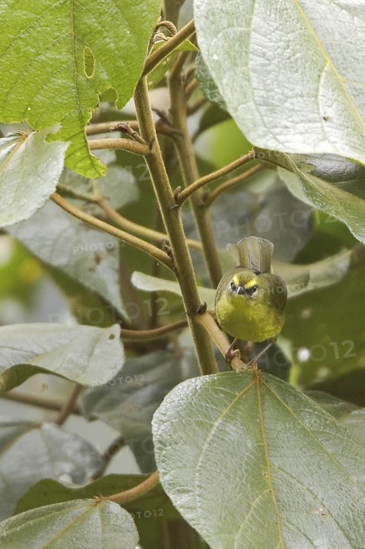 Citrine Warbler (Myiothlypis luteoviridis), Ecuador