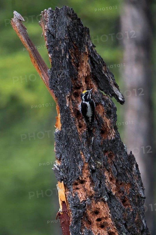 Eurasian Three-toed Woodpecker (Picoides tridactylus) male perched on tree, Lake Khuvsgul, Mongolia