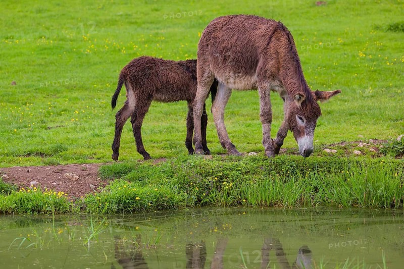 A mixed breed donkey foal and mare stand grazing in a green meadow at a small pond