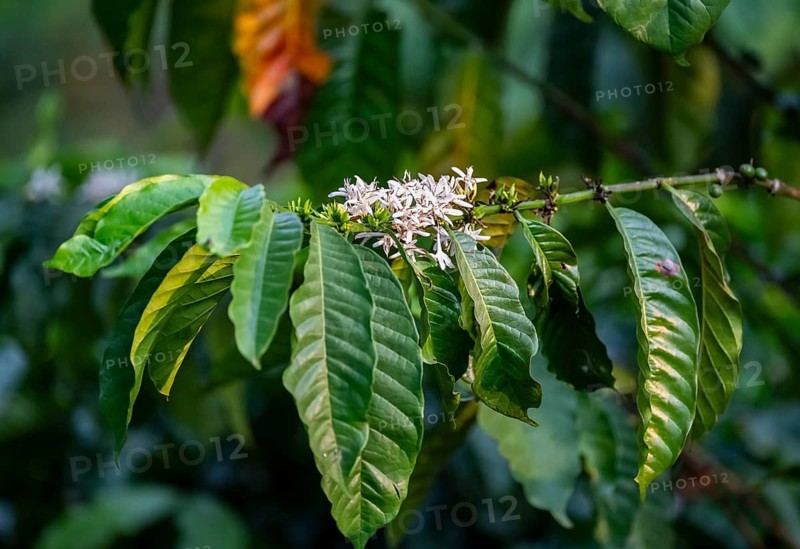 White flowers of a coffee plant, Robusta coffee (Coffea canephora), coffee cultivation, Rugando, Western Region, Uganda