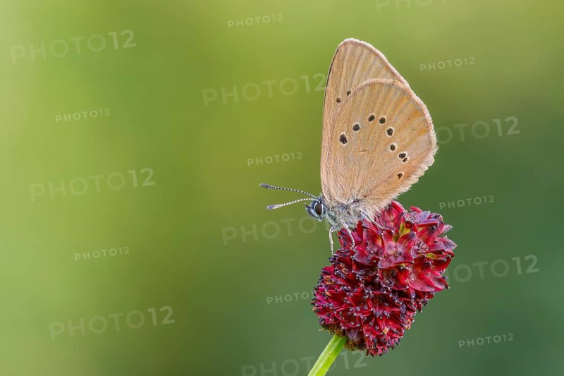 Dunkler Wiesenknopf-Ameisenbläuling, Phengaris nausithous Dusky Large Blue, Phengaris nausithous