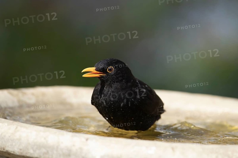 European blackbird (Turdus merula) adult male garden bird bathing in water of a bird bath, Suffolk, England, United Kingdom