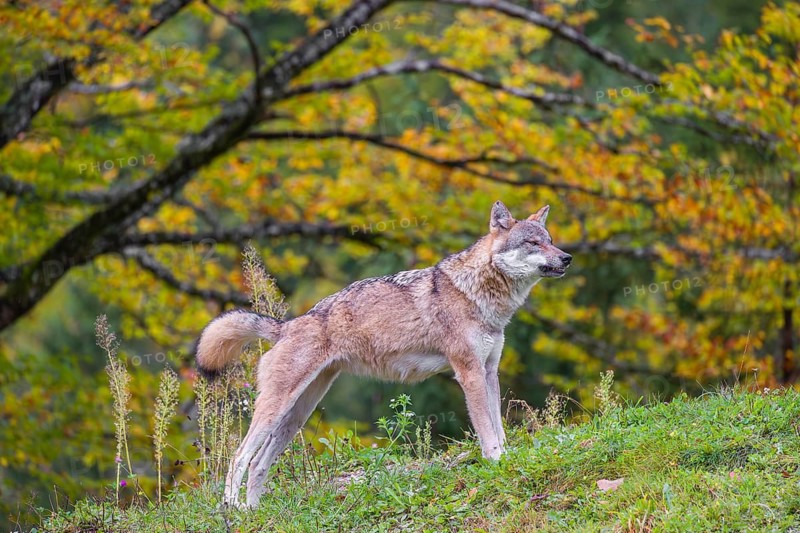 A eurasian gray wolf (Canis lupus lupus) stretches out on a meadow on a hill with a colourful foliage in the background