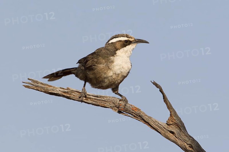 White-browed Babbler (Pomatostomus superciliosus), Australia