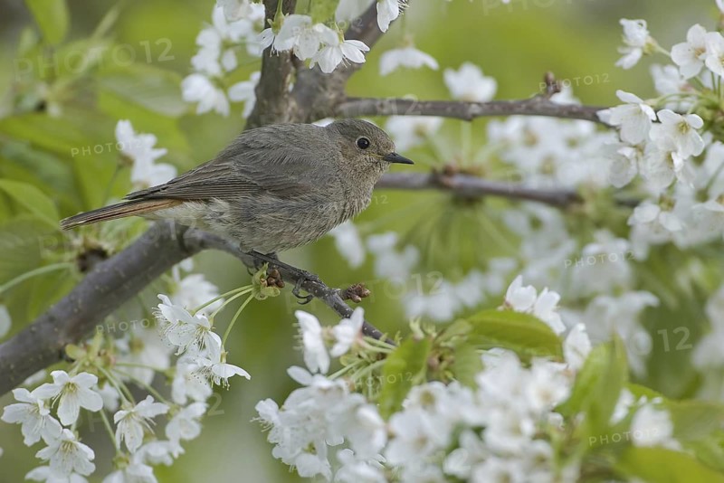 Black Redstart (Phoenicurus ochruros) female, Saxony, Germany