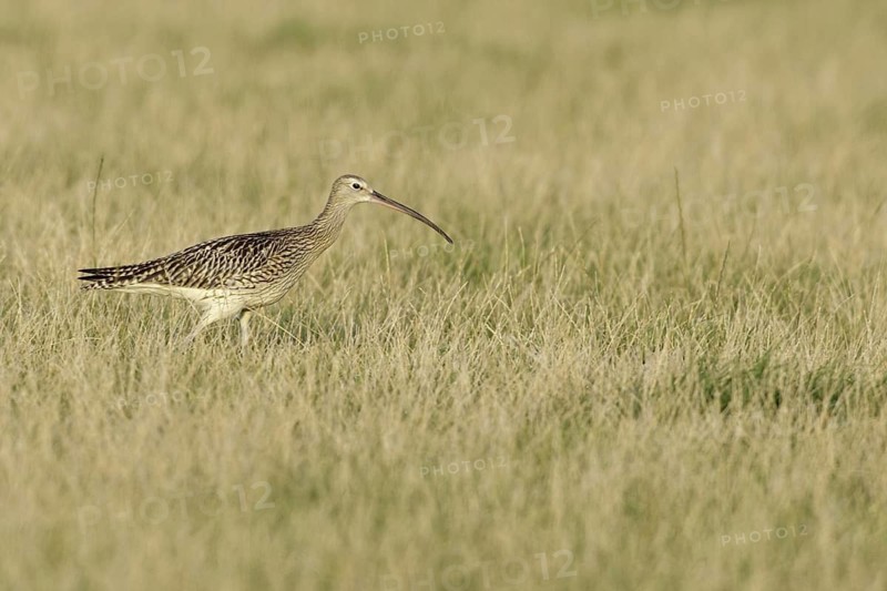 Eurasian Curlew (Numenius arquata), Netherlands