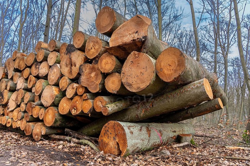 Pile of wood in the forest, Berlin suburbs, Germany