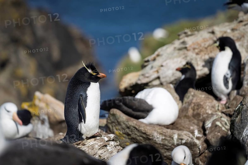 Rockhopper penguin (Eudyptes chrysocome), standing on rocks in a mixed breeding colony with black-browed albatrosses (Thalassarche melanophris), West Point Island, Falkland Islands