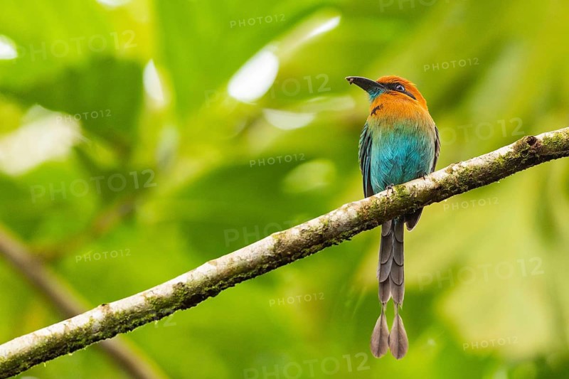 Cinnamon-breasted motmot (Baryphthengus martii), Guanacaste, Costa Rica