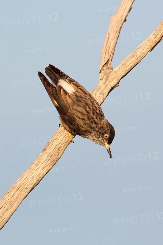 Varied Sittella (Daphoenositta chrysoptera pileata) male, Queensland, Australia