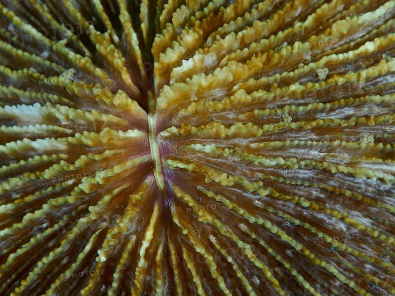 Detailed view of a brown mushroom coral (Fungia fungites) with complex structures, dive site Gondol Bay, Gondol, Bali, Indonesia