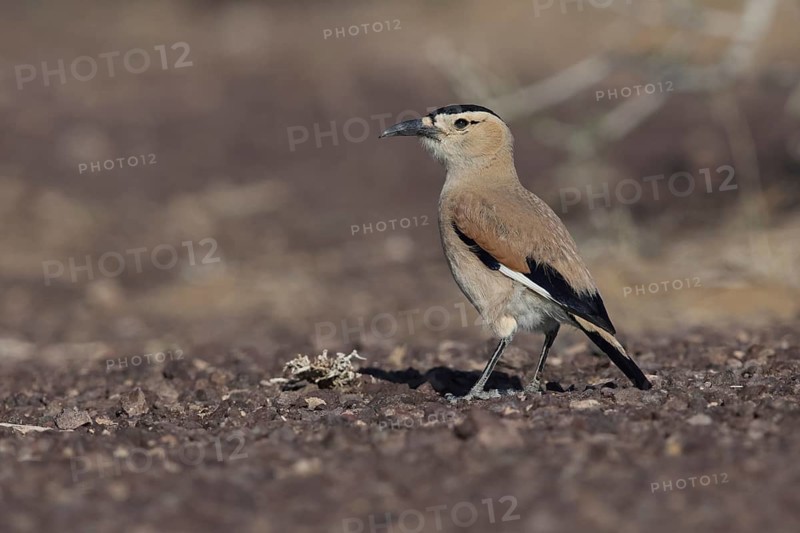 Pander's Ground Jay (Podoces panderi), Oemnoe Gobi, Mongolia