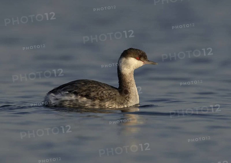 Horned Grebe (Podiceps auritus), California, USA