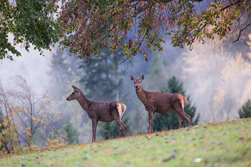 Two red deer hinds (Cervus elaphus) stand in a meadow, A forest with autumn leaves can be seen in the background. Wisps of mist drift over the forest