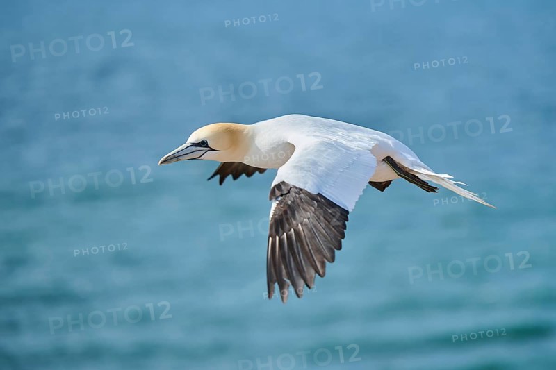 Northern gannet (Morus bassanus) flying over the sea, wildlife, Helgoland, Germany