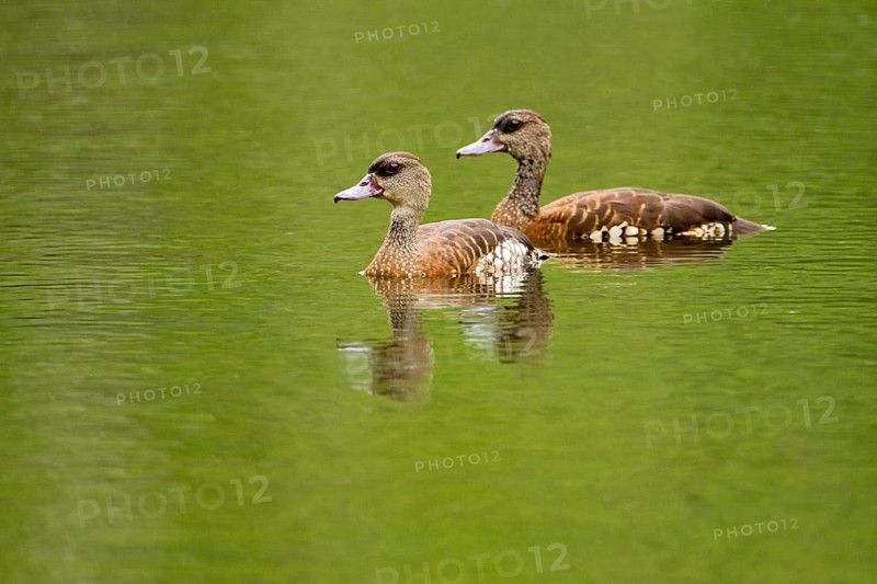 Spotted Whistling Duck (Dendrocygna guttata), Queensland, Australia