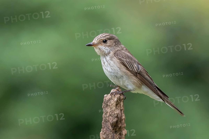 Spotted Flycatcher (Muscicapa striata) perched on a branch, Lower Saxony, Germany