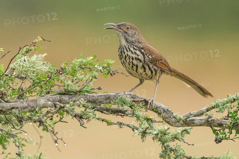 Long-billed Thrasher (Toxostoma longirostre) perched on a branch, Texas, USA