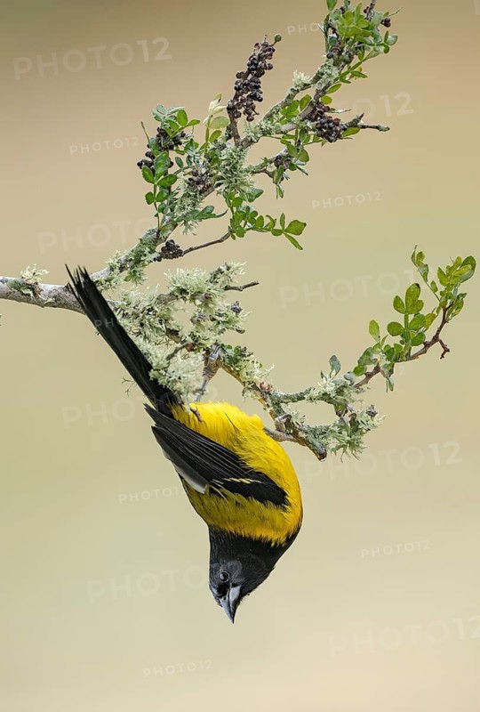 Audubon's Oriole (Icterus graduacauda) male perched on a branch, Texas, USA