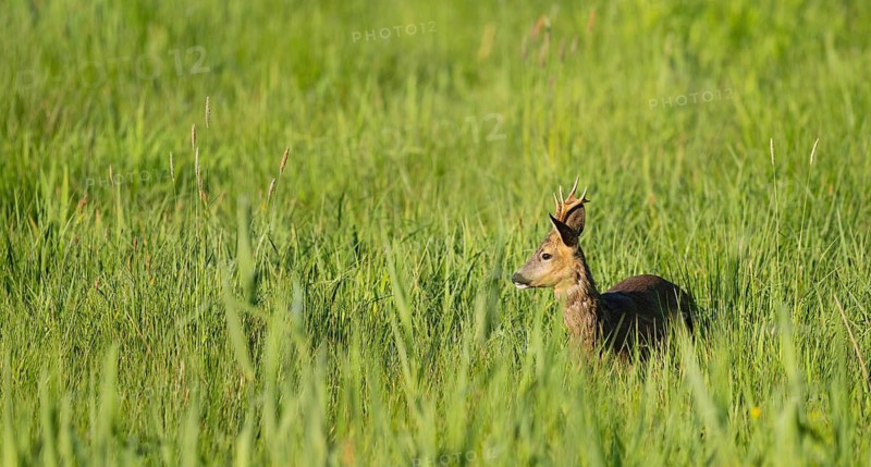 Roe deer (Capreolus capreolus), roebuck standing in a wet meadow, in a wetland biotope, wildlife, Lower Saxony, Germany