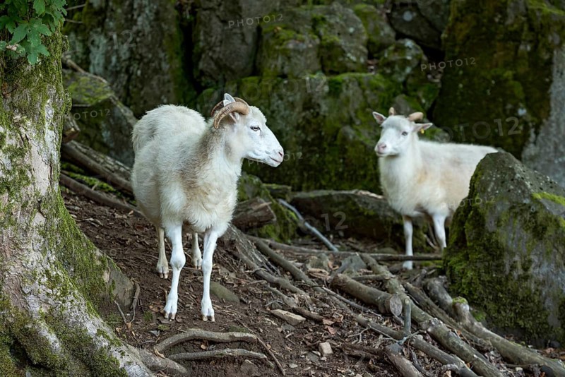 Sheep, white Domestic sheep (Ovis gmelini aries) with horn on volcanic basalt rocks, basanite, summit of Hoherodskopf mountain, Tertiary volcano, Schotten, Vogelsberg Volcanic Region nature park Park, Hesse, Germany