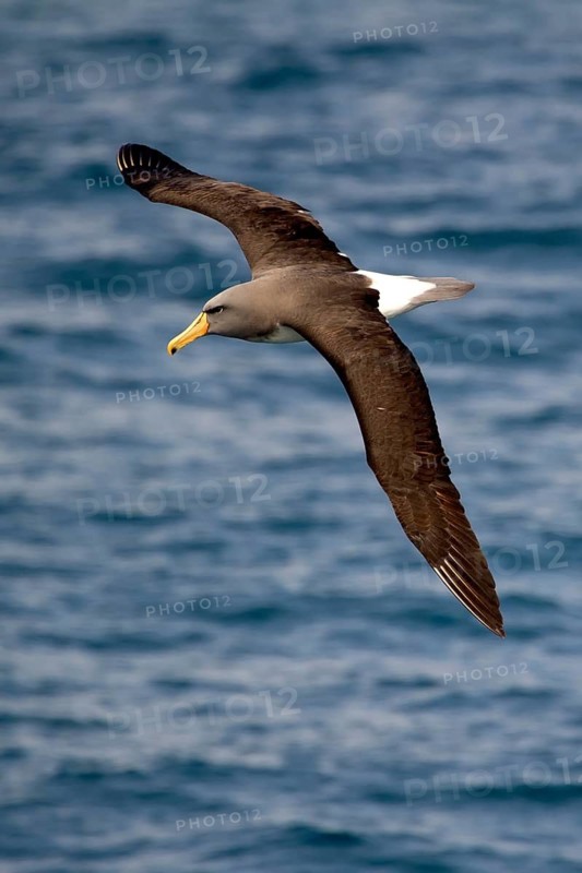 Chatham Albatross (Thalassarche eremita) flying, South Pacific Ocean, New Zealand