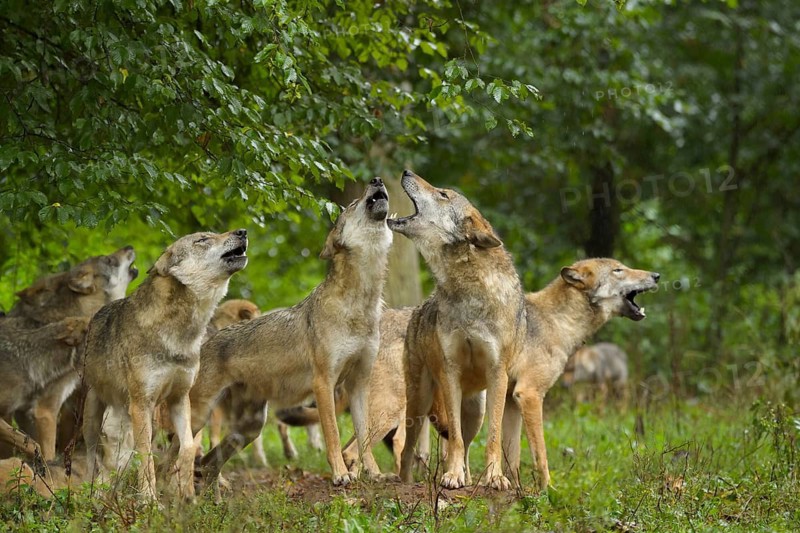 Wolf (Canis lupus), pack of wolves howling in forest, summer, Germany