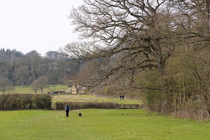 Tree, house, meadow, people, dogs, footpath to Batsford Arboretum, woman, female pedestrian, Moreton-in-Marsh, Cotswolds, England, Great Britain