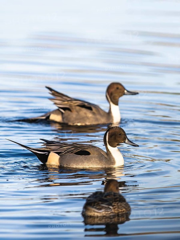 Northern Pintail, Anas acuta, Birds on marshes, Devon, England, United Kingdom