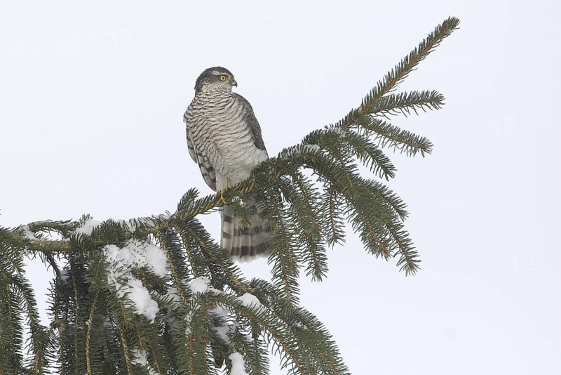 Eurasian Sparrowhawk (Accipiter nisus), Saxony, Germany