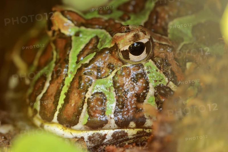Argentine horned frog (Ceratophrys ornata), captive, occurrence in South America